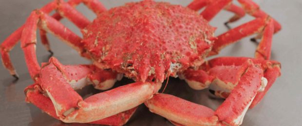 cook and prepare a spider crab