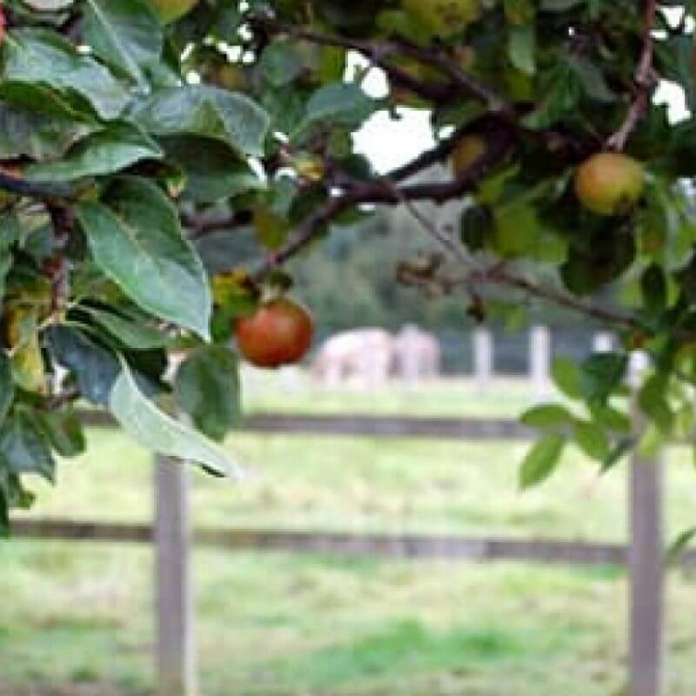 Apples on tree-Windfall Tatin
